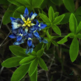 texas bluebonnet