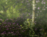 wild rhododendron woodland