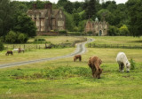 shetland ponies at merton hall
