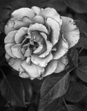 tonal rose