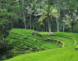 rice terraces at gunung kawi