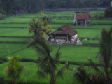 the ubud rice fields