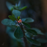 cactus flower