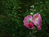 hollyhock