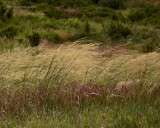 summer grasses