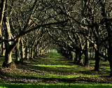 dark orchard