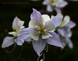 columbine