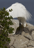 egret02.jpg