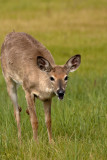 Doe at Big Meadow, Skyline Drive