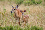 Momma & Doe at the Big Meadows