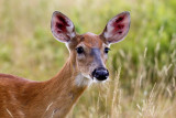 Doe at the Big Meadows