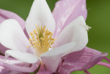 crab spider on columbine?.jpg