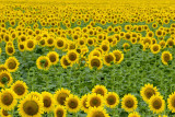 sunflower field.jpg
