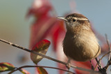 Carolina Wren.jpg