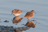 Least Sandpipers?.jpg