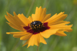 Plains coreopsis.jpg