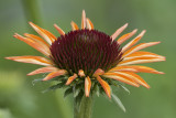 Pale echinacea.jpg
