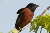 Orchard Oriole.jpg