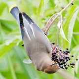 Cedar waxwing.jpg