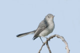 Blue-gray Gnatcatcher.jpg