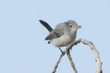 Blue-gray Gnatcatcher2.jpg