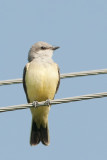 Western Kingbird juvenile.jpg