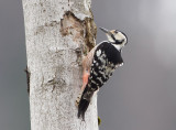 White-backed Woodpecker - Witrugspecht