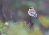 Siberian Stonechat - Aziatische Roodborsttapuit