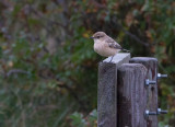 Siberian Stonechat - Aziatische Roodborsttapuit