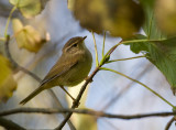 Raddes Warbler - Raddes boszanger