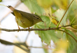 Raddes Warbler - Raddes boszanger
