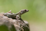 Common Wall Lizard- Muurhagedis