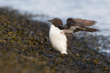 Brnnichs Murre - Kortbekzeekoet