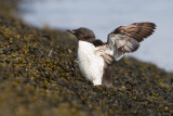 Brnnichs Murre - Kortbekzeekoet