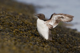 Brnnichs Murre - Kortbekzeekoet