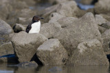 Brnnichs Murre - Kortbekzeekoet
