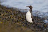 Brnnichs Murre - Kortbekzeekoet