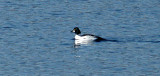 Common golden eye- Great meadows from the observation tower- heavily cropped 3-17-11