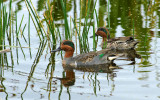 Green winged teal