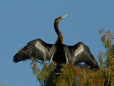 Anghina with beginning of breeding color by eye