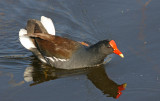 Moorhen -but why the spread out tail?