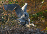 Mating