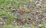 White Throated Sparrow with seeds