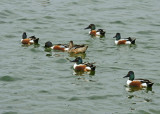 Group of shovelers- there were 100s in the refuge