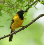 Audubons Oriole