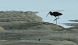 Scarboro - glossy ibis
