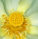 great meadow-Lotus Flower