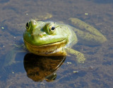 great meadow-Frog