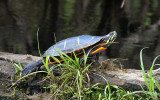 water row- Painted Turtle