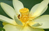 great meadows-7/24/12 bee on lotus flower
